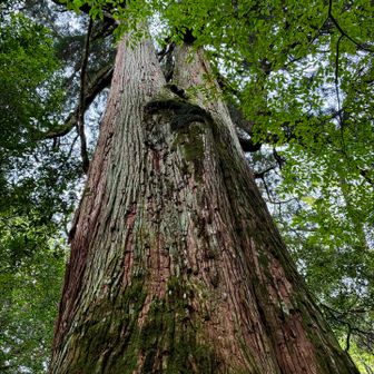 上で２つに分かれている双子杉🌲🌲

見所が多過ぎて
先はまだ長いのに全然進まな〜い😆