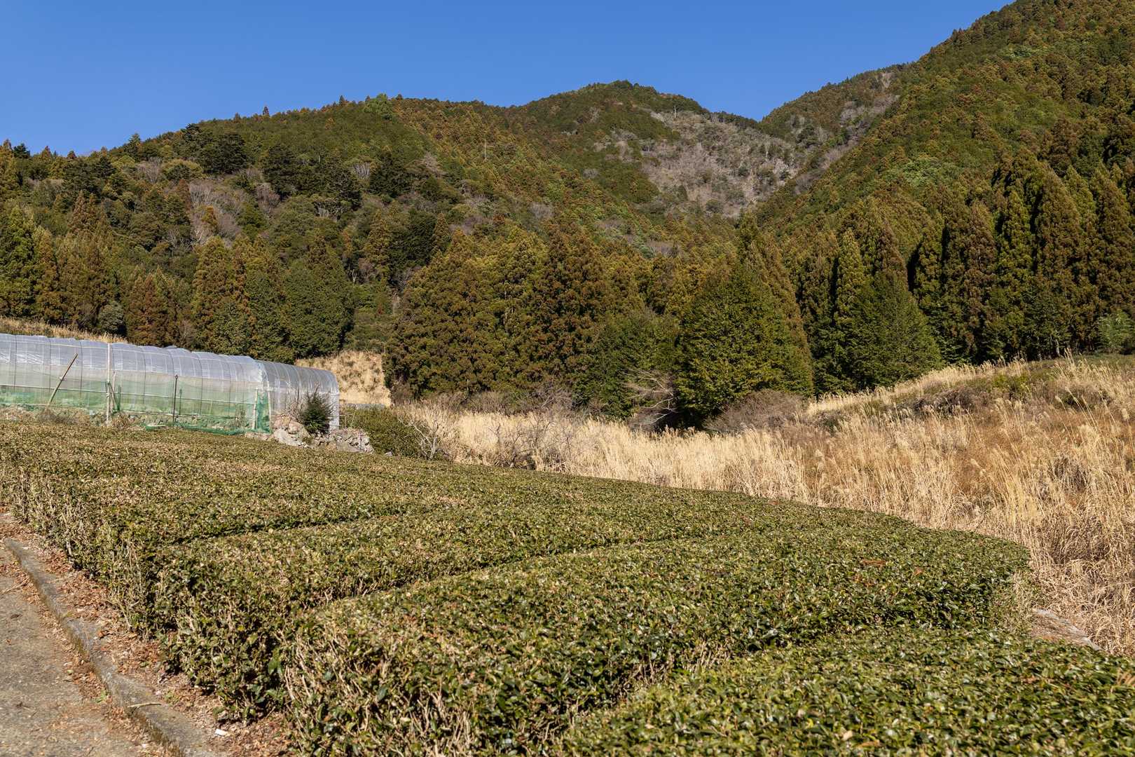 お茶処らしく段々畑が広がっています