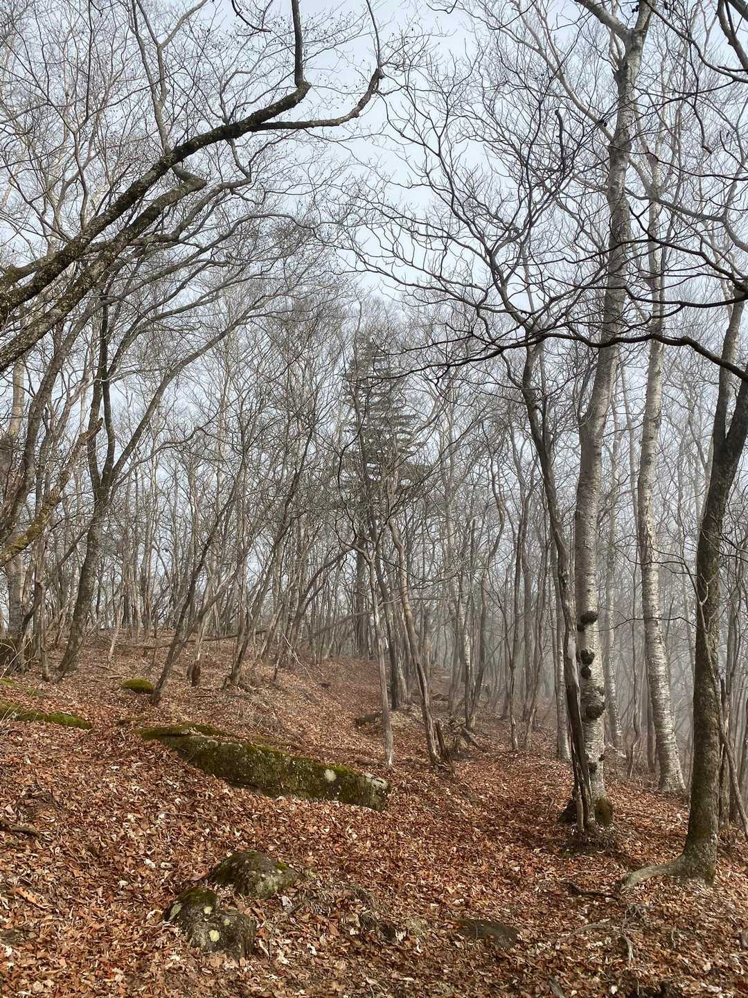 古峰原 往復コースの写真