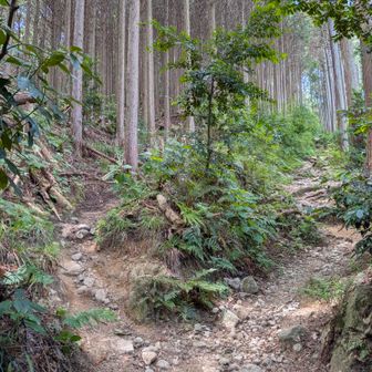 登りは右で下山は左から
(右はちょっと遠回りだけど歩きやすい、左はザレた急斜面でキツかった😅)