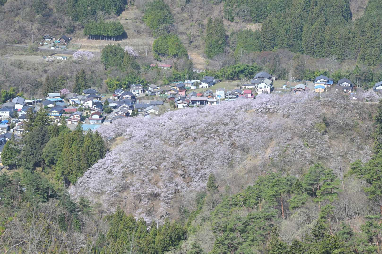 ここから桜が一面に広がるお伊勢山が見えます。遠方からでもきれいでした