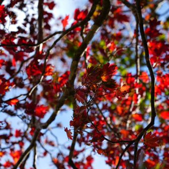 ちょっと赤🍁
