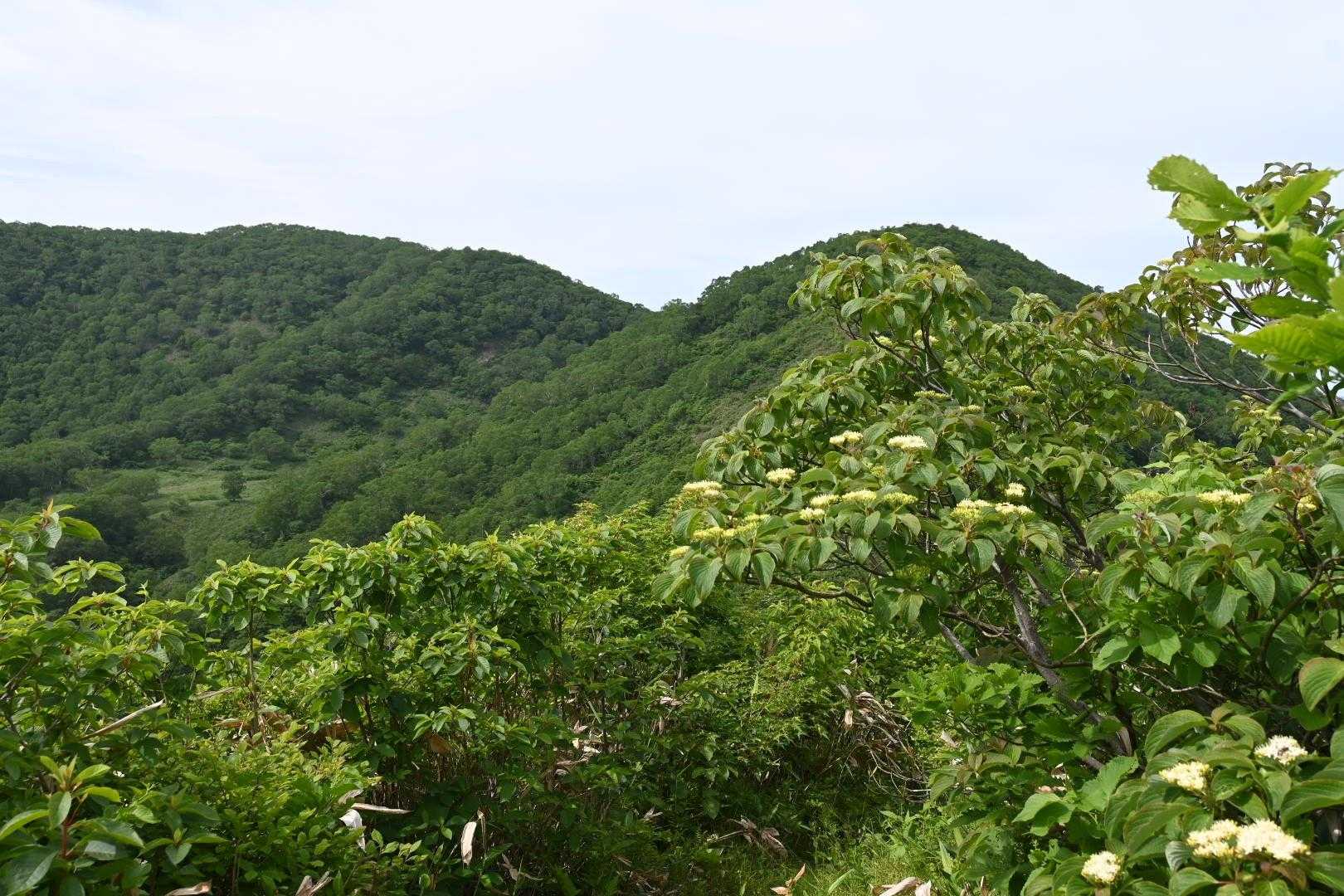 コアジサイと三国山