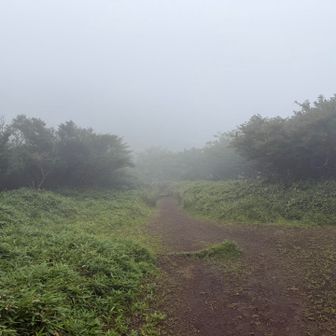 分岐から戻って箱根駒ヶ岳方面へ。
たぶん晴れてたらなにか見えそうな開けた場所。
本日はガッスガスwww