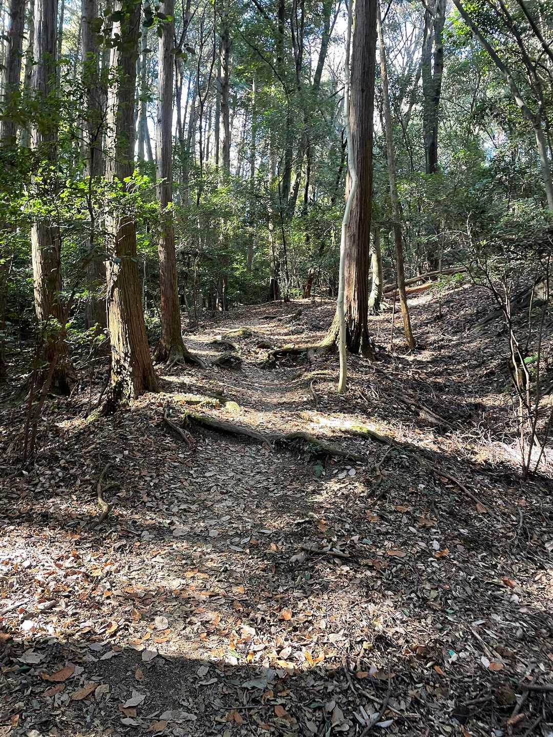 ゆるやかな道になった〜森林浴🌳