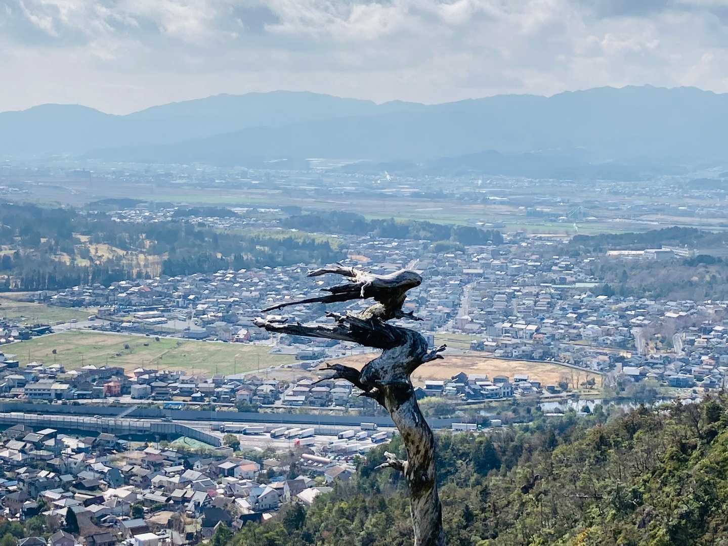 鳥だと思っていたら木の枝やった🦅これ見間違いません？