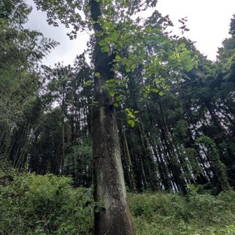 大桐！
どの位の樹齢かナァー🤔