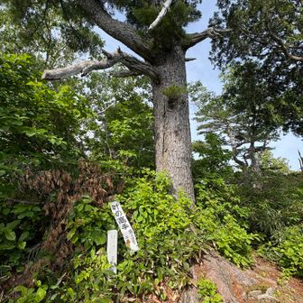 叶の高手(かのたかて)
