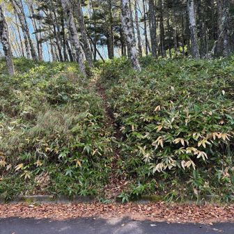 ここへ
ここの入り口もここから登る人分かるんかなぁ😮‍💨
だから人少ないんか