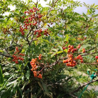 赤くなり始めのナナカマド