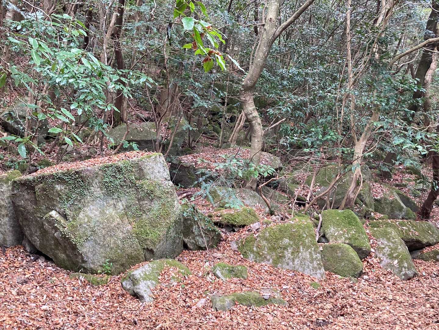 ロックガーデンだね〜。