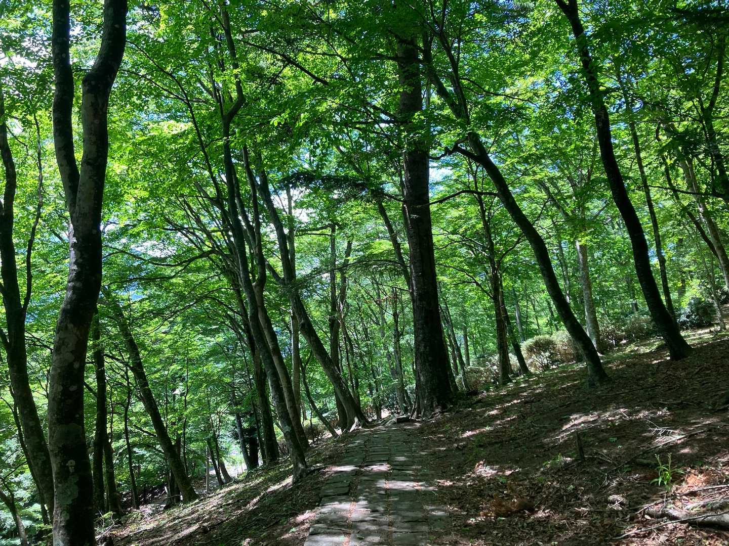 奥宮参道入口（雲取山登山口）-妙法ヶ岳 往復コースの写真