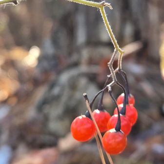 赤い実
タケシマラン？なんだろう～？？
→んヒヨドリジョーゴにも似てますが？？？
