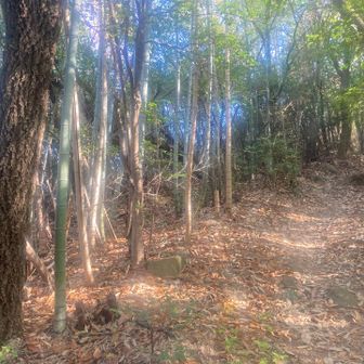 山道は整備が行き届いており、ファミリー向け 😄🎶