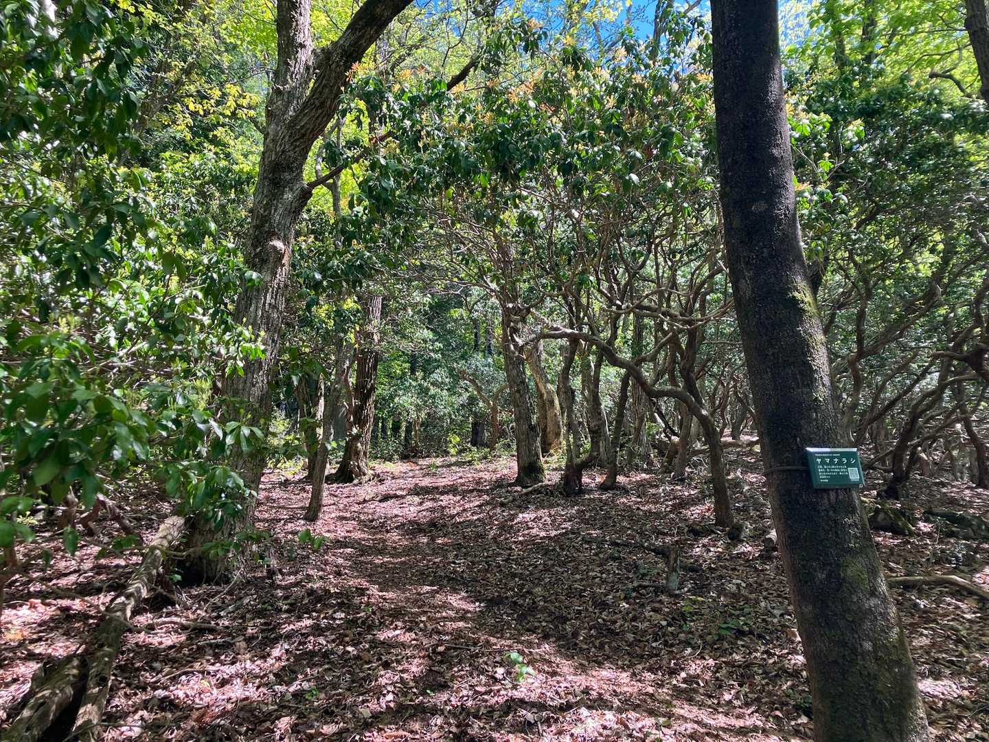 多飯が辻山 往復コースの写真