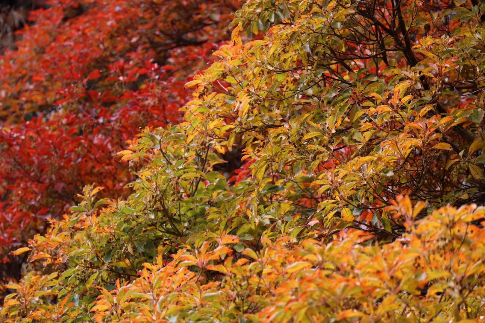 今年も紅葉登山たのしー🤣
