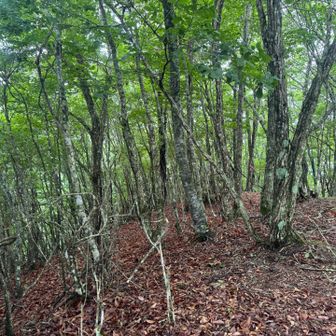 稜線に出るとブナ林