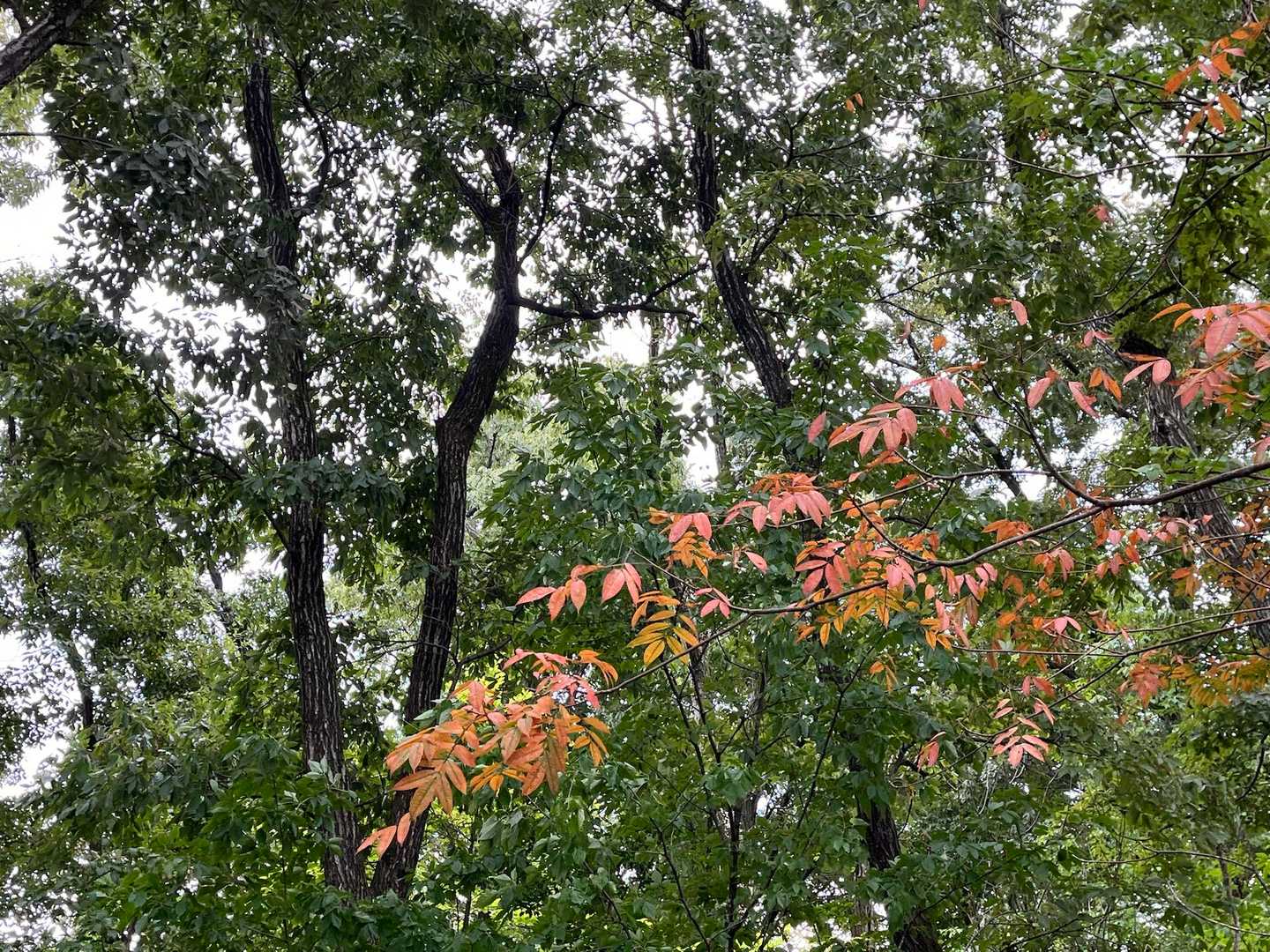 少しだけ紅葉