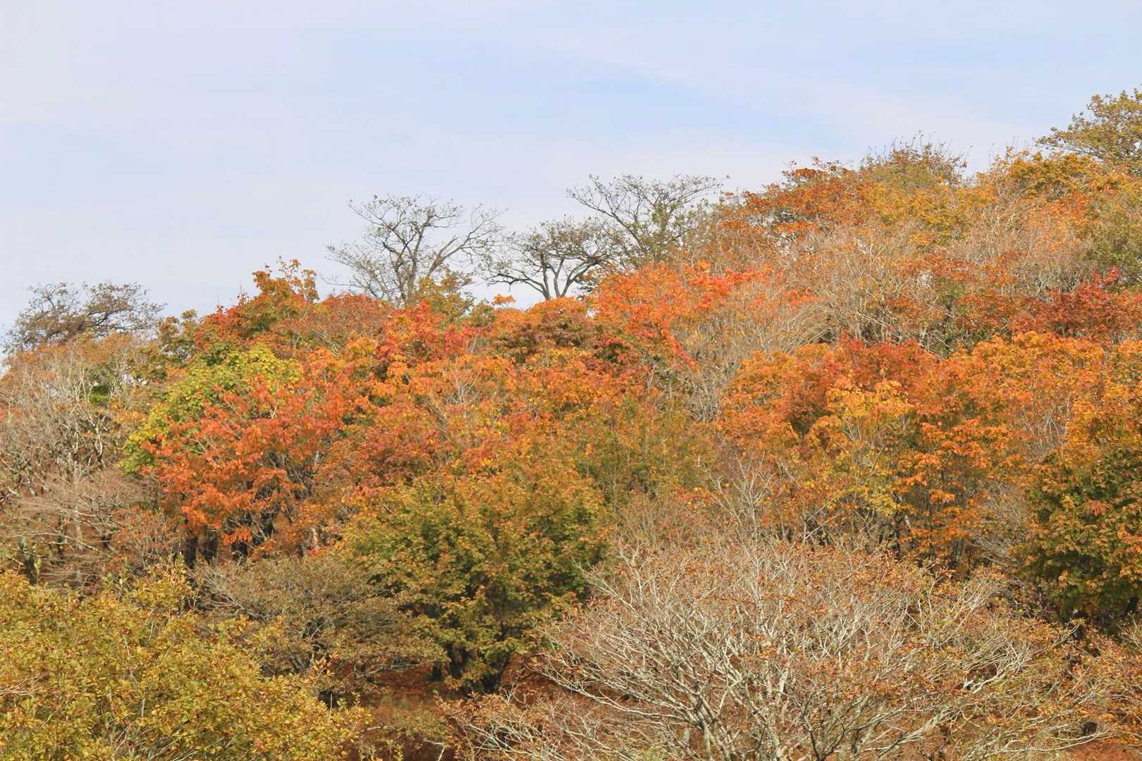 🍁🍂🍃