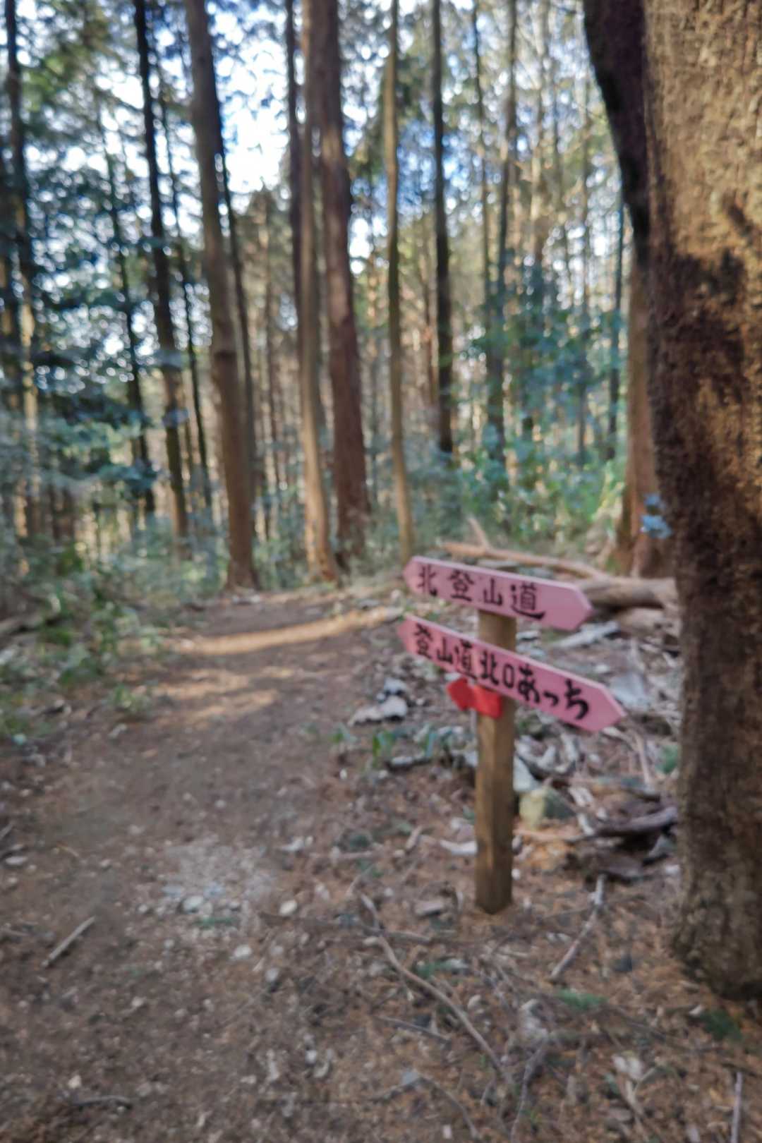 米田富士-加茂神社 往復コースの写真
