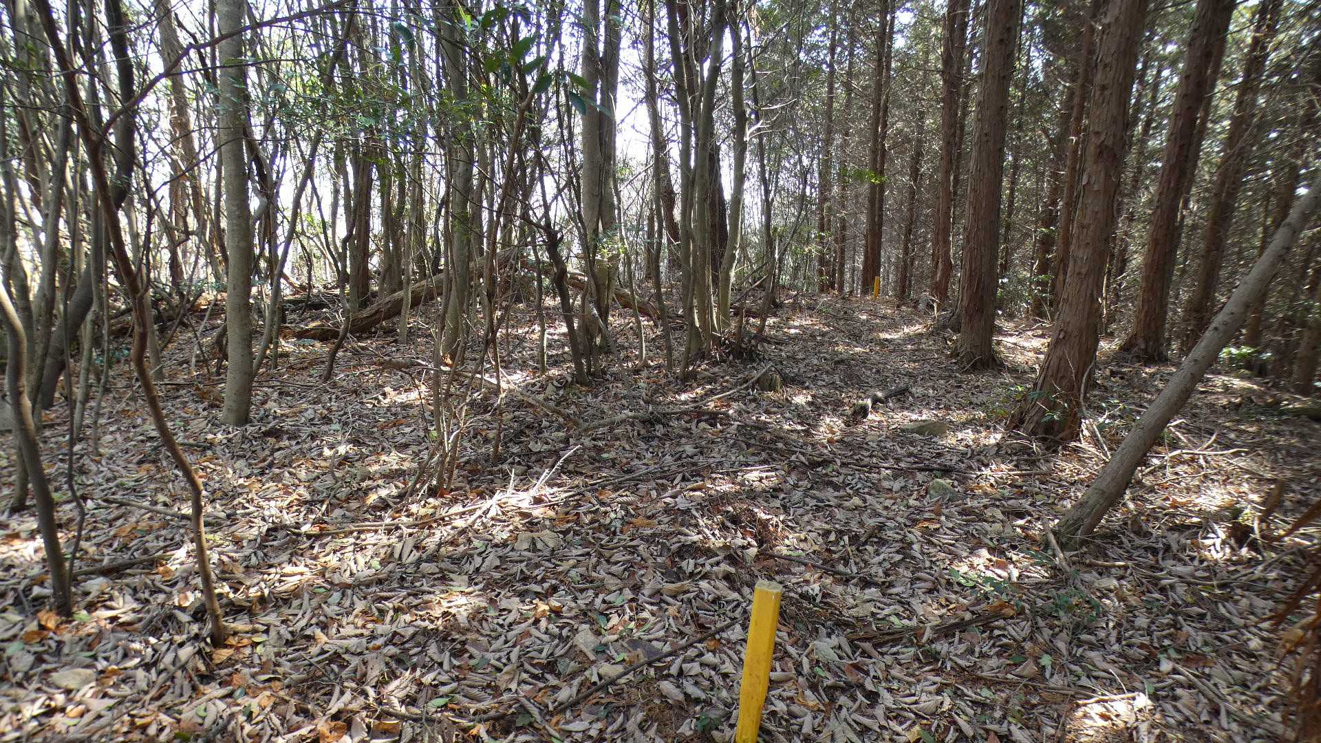 だいたい山頂だろうという所を歩いてから戻る。
鷹巣山山頂にはなんにもない。