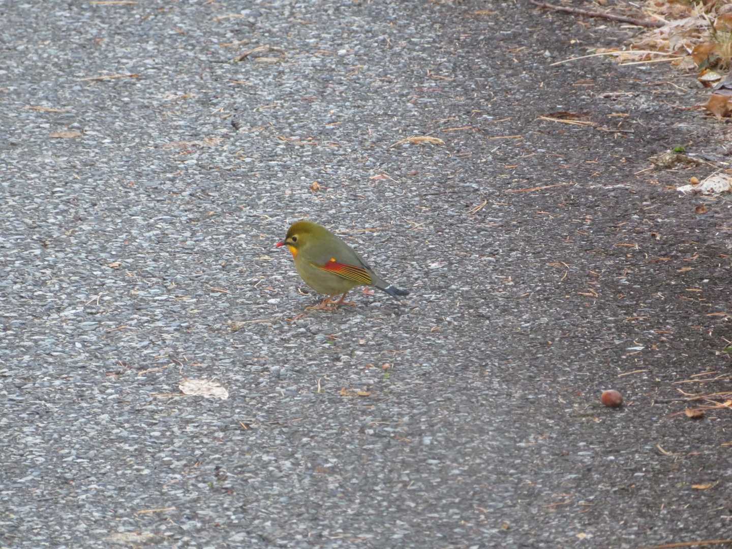 ソウシチョウ？