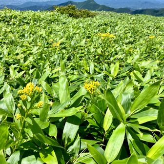 一面の黄色の花畑。