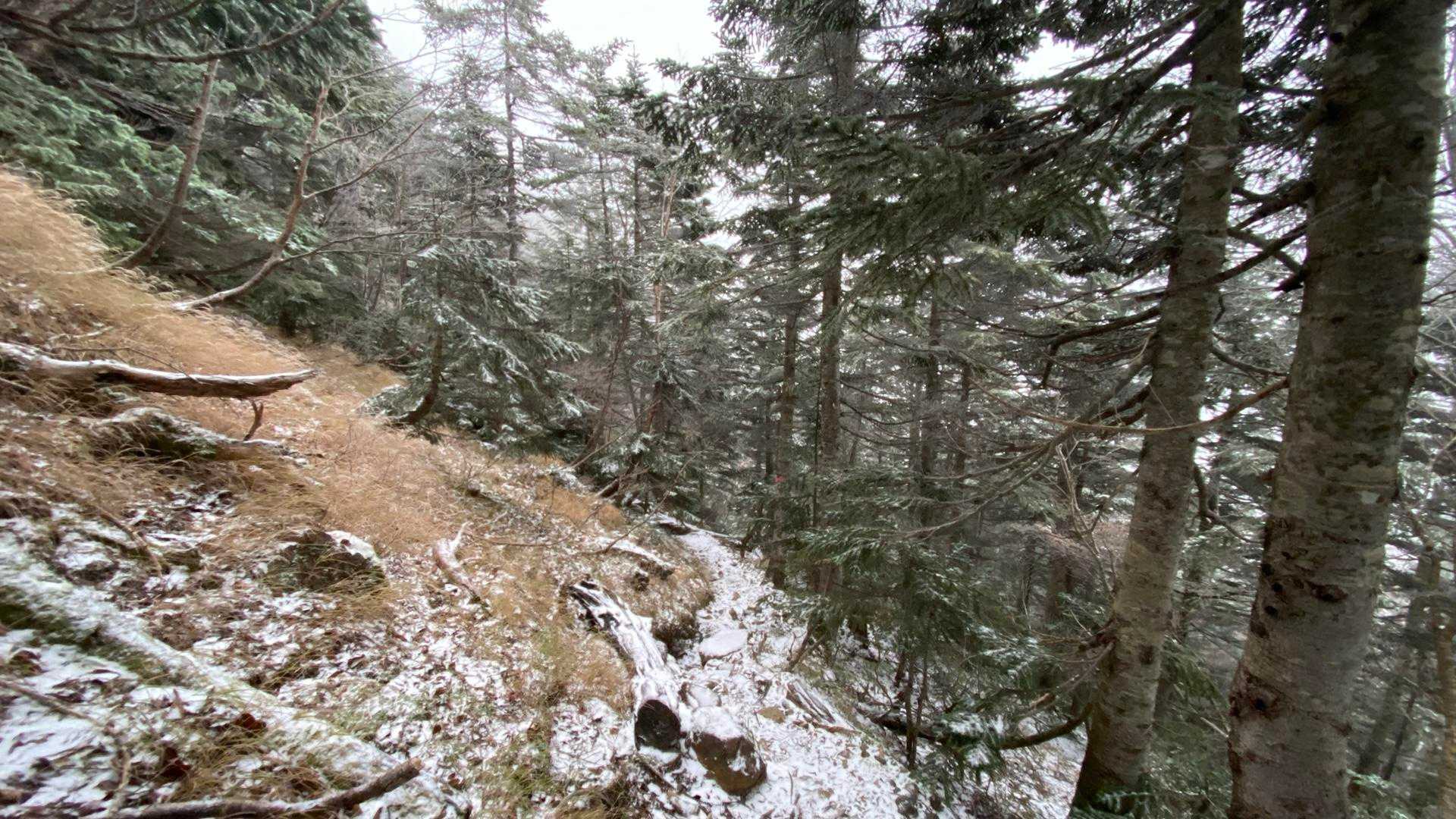 氷点下の森の中、綺麗で好き🌲❄