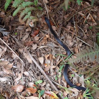真っ黒のヘビ😳シマヘビ？ヤマカガシ？の黒化個体でカラスヘビって言うとか