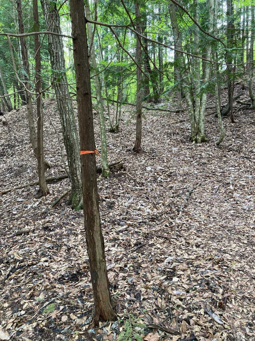 山頂で休憩したら周回コースへ

最初は林道で、このテープのところで山道に入ったけれど、もう少し先まで行ってから山道に入るほうが正式なルートでした。合流するのでどちらでもOKです。