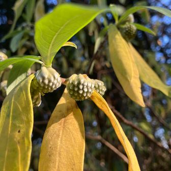 来春のミツマタは期待できそう🤭

塔のミツマタは葉っぱがないけどこちらはあります🤭