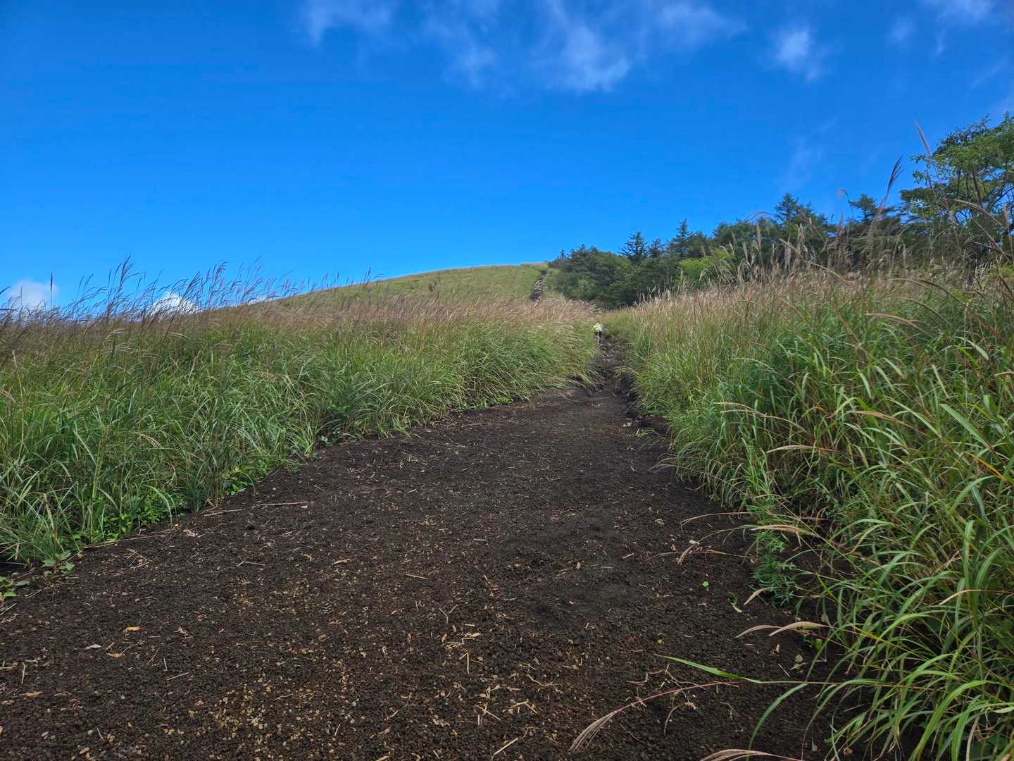 登山道は
もう山頂が見えてる　藁
