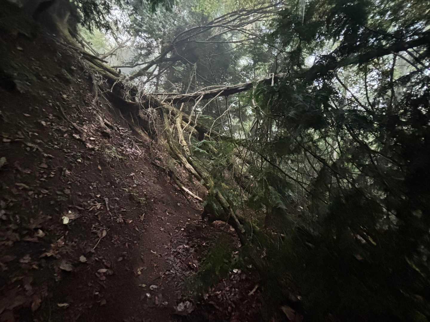 甲州高尾山-柏尾山-甲州高尾山登山口 縦走コースの写真