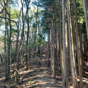 このコースは大野峠までほぼ眺望無いので、トレラン勢は居るけど、登山の人はあまり居ない地味な修業コースです😆