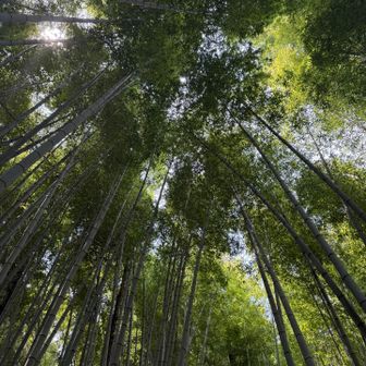 竹林😍