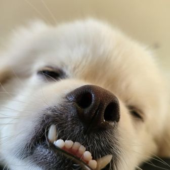 moro