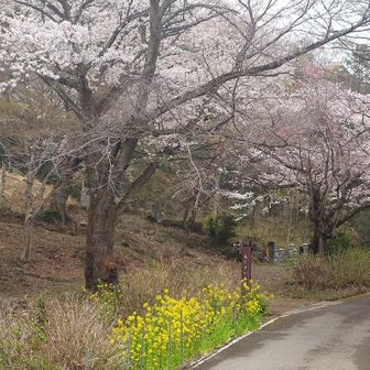 ④桜🌸と菜の花🌾