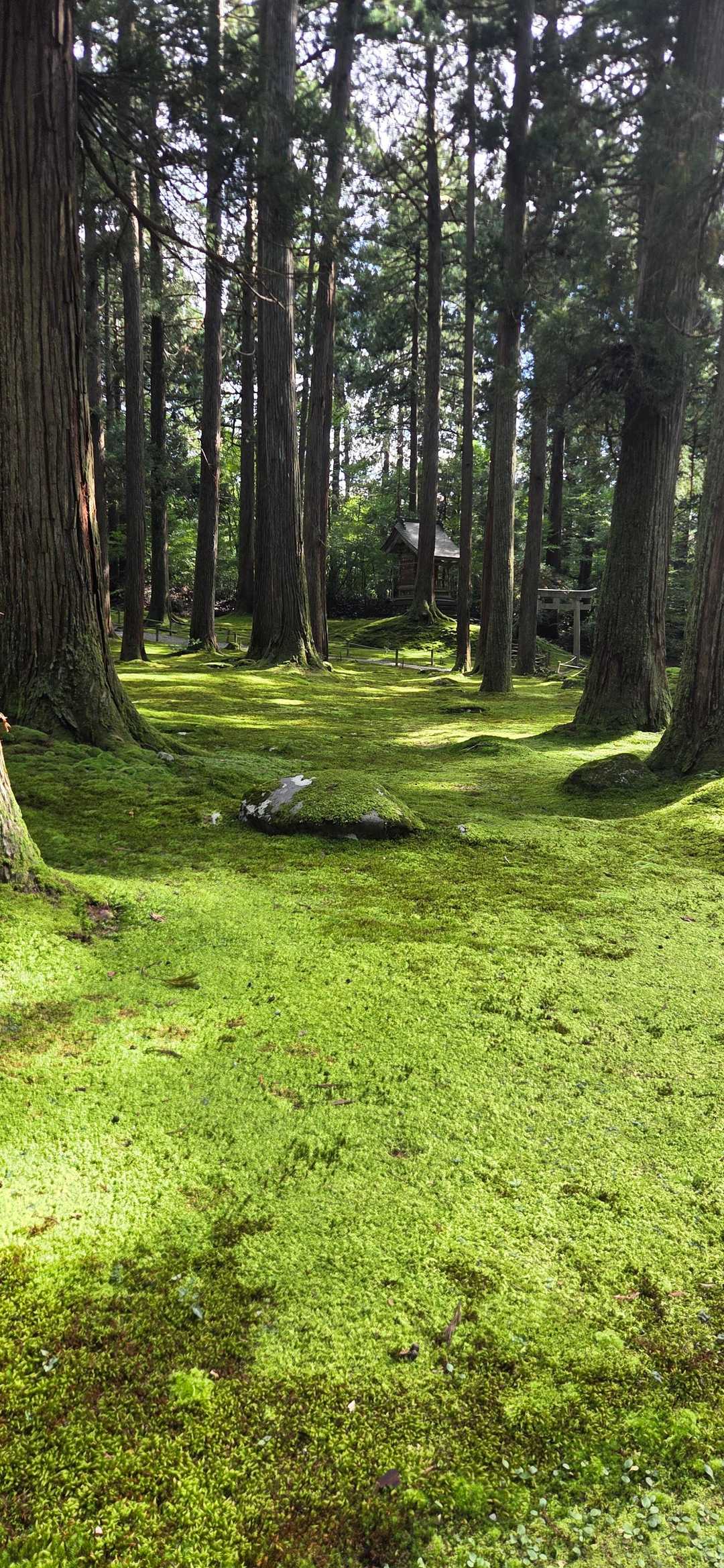 苔寺まで帰ってきたー