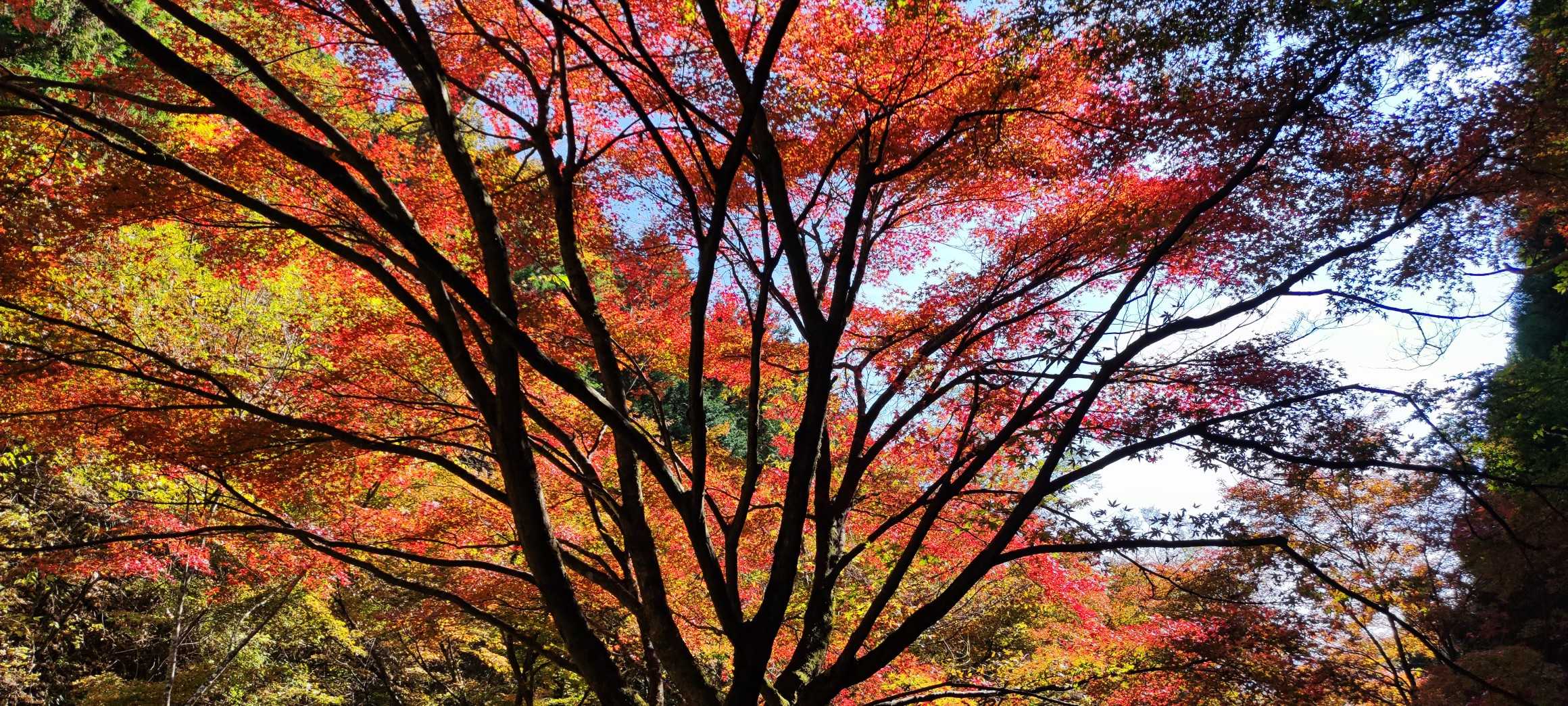 森林館-大滝休憩小屋-ムシカリ峠-三頭山-三頭山-三頭山- 周回コースの写真