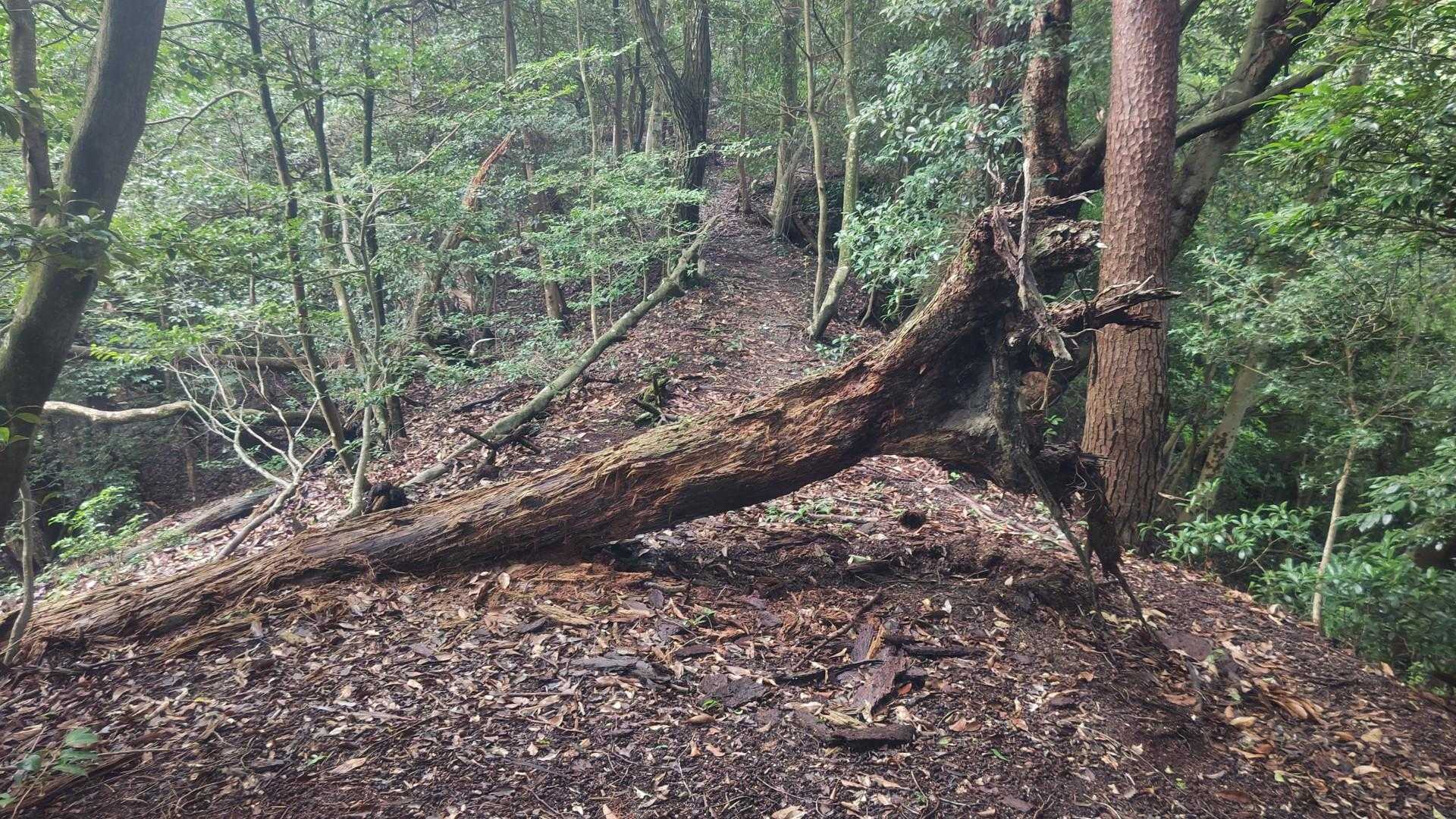 猿投山 往復コースの写真