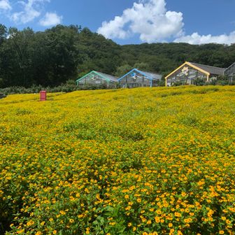 花センター内のお花畑。