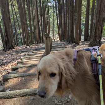 食べたら帰る😁
ほんと花見より美味しいものでした👍️