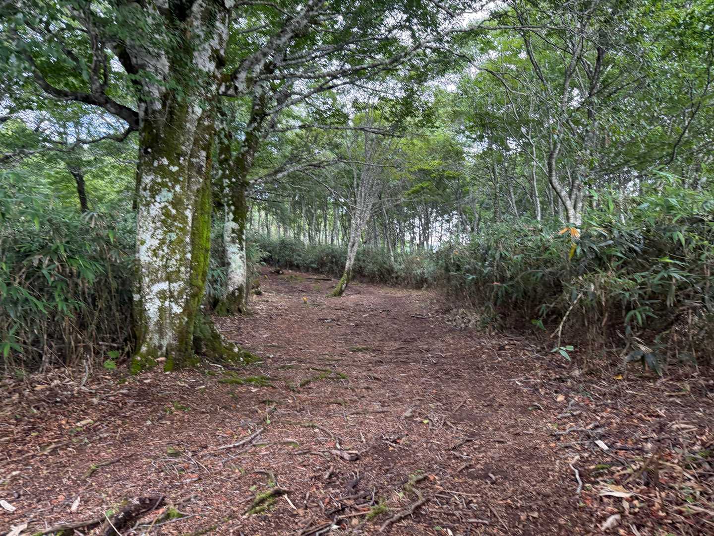 歩きやすい山道