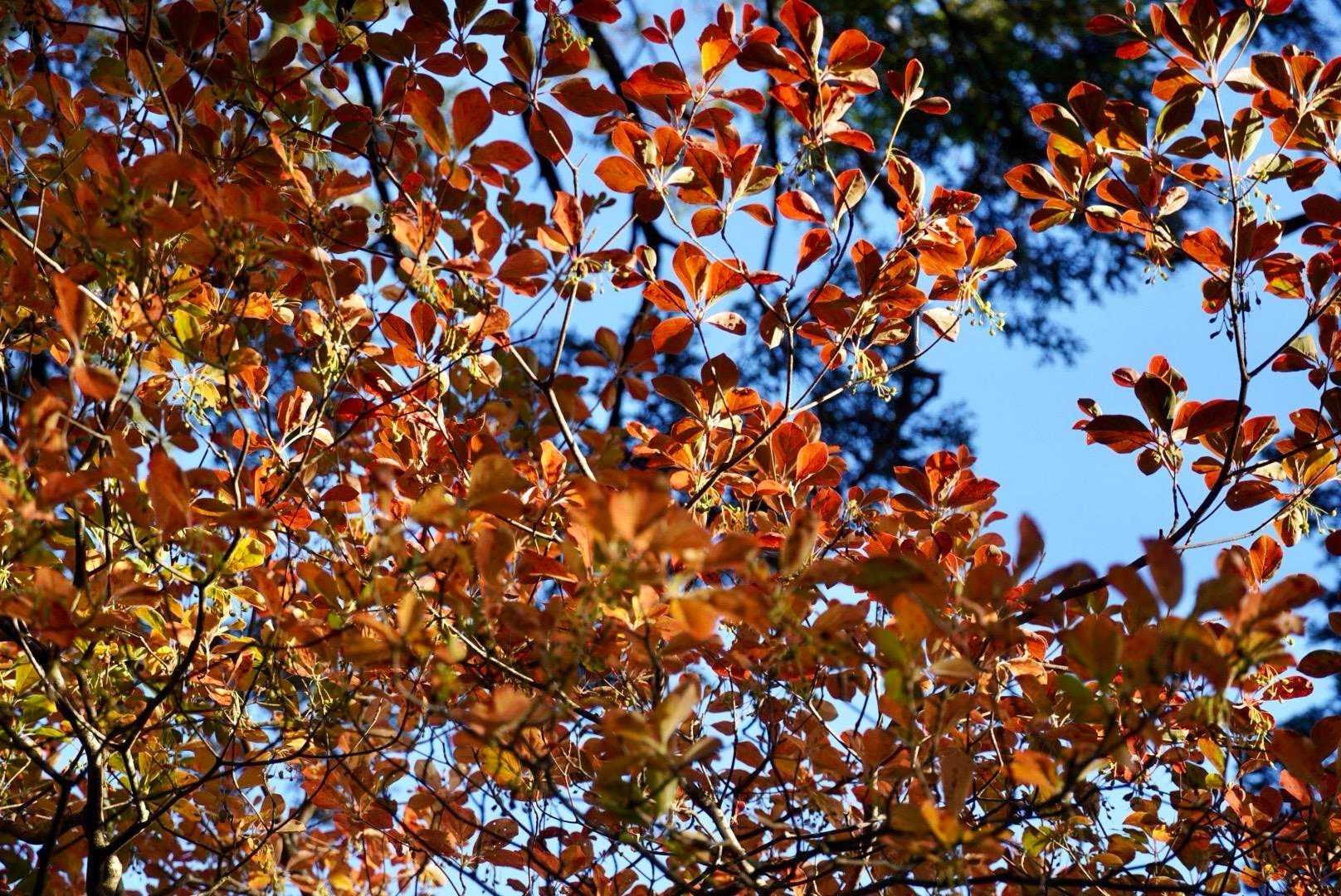 よき色🍁