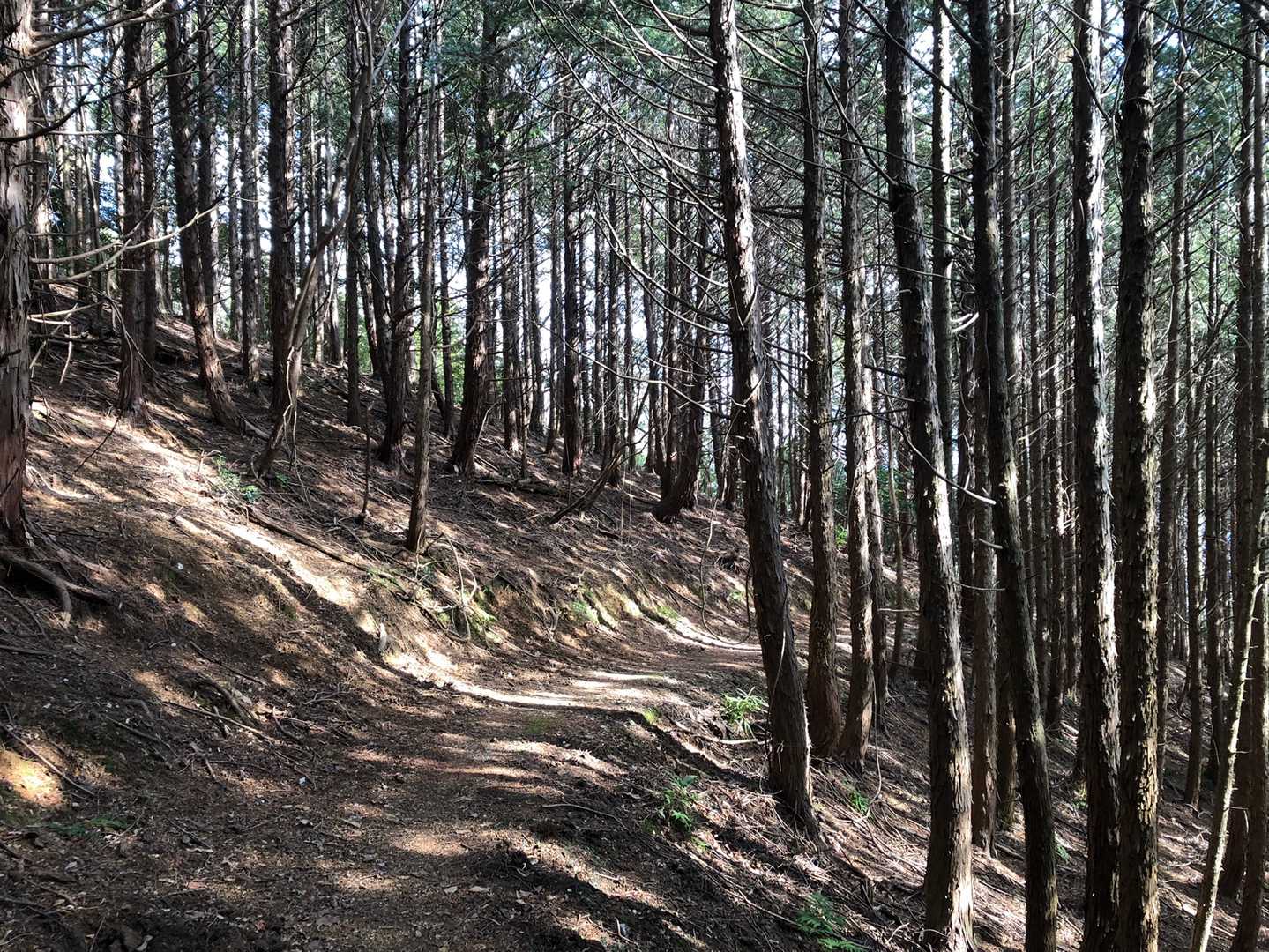 走れそうな道🏃🏼‍♀️