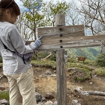 五色山についたら🦌の先客