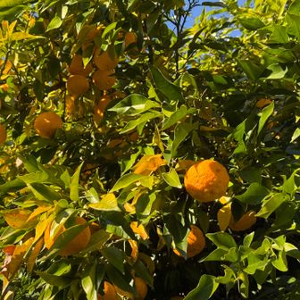 ゆず　沢山なってた😆