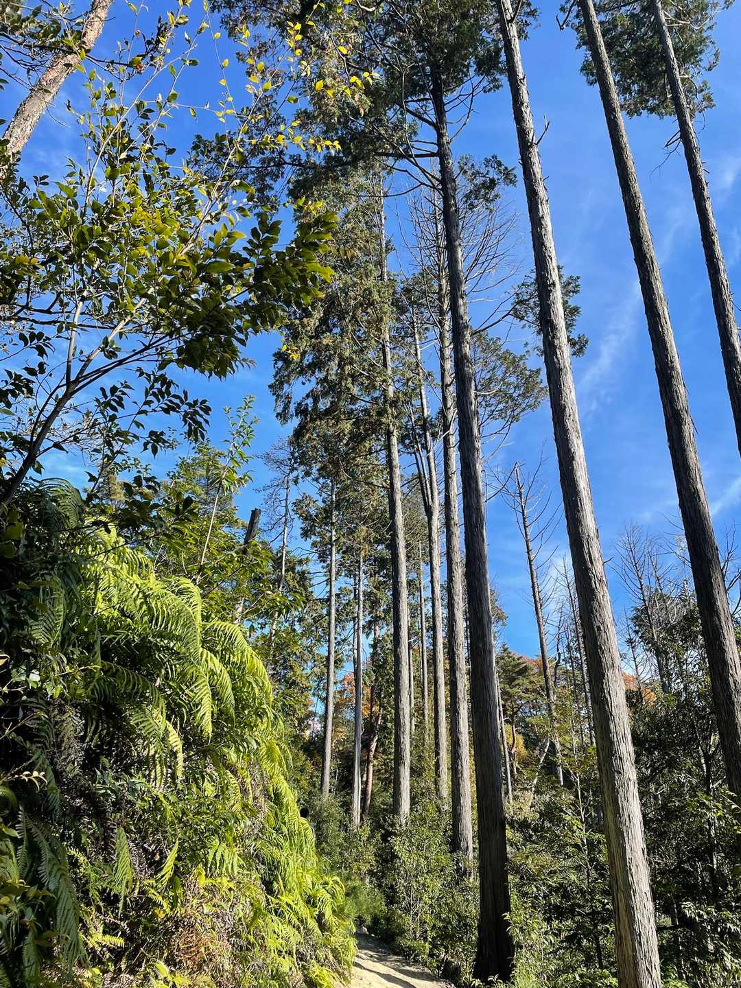 南国みたいな場所も通って🌴✨
