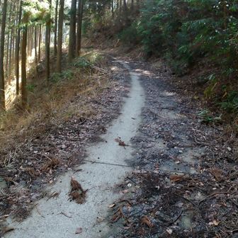 なんだ、結局同じセメント道に戻った