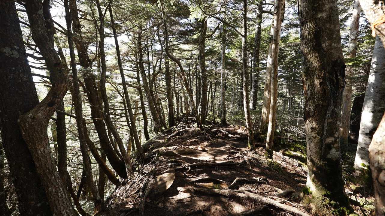 北八ヶ岳縦走（にゅう・東天狗岳・西天狗岳・中山） の写真 16